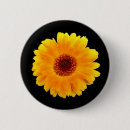 Search for orange blossom buttons Floral