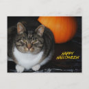 Recherche de chat heureux de halloween Chats