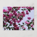 Recherche de bougainvillea cartes postales Rose