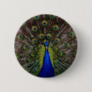 Search for peacock buttons Photography