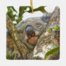 Search for australia koala bear ornaments Cuddly