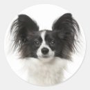 Search for papillon stickers Puppies