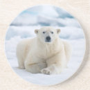 Search for arctic circle Animal