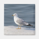 Recherche de ornithologie magnets Nature
