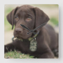 Recherche de image de couleur horloges Chiot