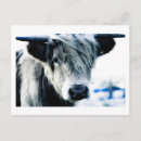 Search for cow postcards Highlands