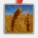 Recherche de blé ornements Récolte