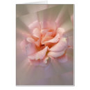 Recherche de radial cartes postales Rose