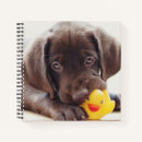 Search for chocolate lab notebooks Puppy