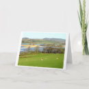 Search for sheeps cards Animals