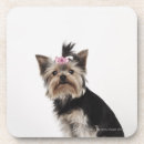 Search for loyalty coasters Sitting