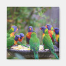 Recherche de oiseau exotique magnets Coloré