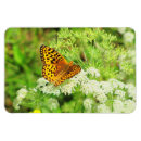 Recherche de papillon orange magnets Nature