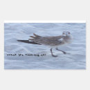 Search for seagull stickers Photography