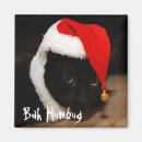 Search for humbug magnets Cat