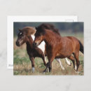 Search for shetland ponies postcards Bob langrish