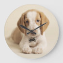 Recherche de de chiot horloges Beagle
