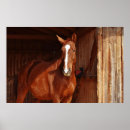 Search for barn posters Animal