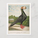 Recherche de pigeon cartes postales Antique