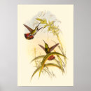 Recherche de john gould posters Oiseau