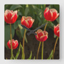 Recherche de tulipe horloges Flore