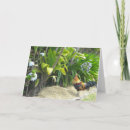 Search for animals of hawaii postcards Hawaiian