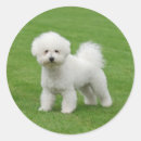Search for bichon frise stickers Funny