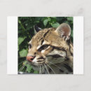 Search for ocelot postcards Cat