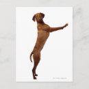 Search for vizsla postcards Animal