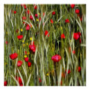 Recherche de pépites posters Pavot