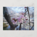 Recherche de fleur de sakura cartes postales Printemps