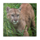 Search for wildlife tiles Mountain lion