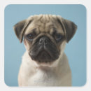 Search for pug puppies stickers Animals