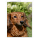 Search for miniature long haired dachshunds postcards Headshot