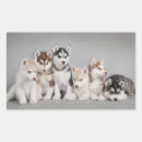 Search for siberian husky puppy stickers Pet