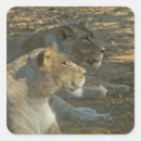 Recherche de lions autocollants Animal