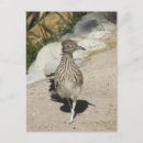 Recherche de roadrunners cartes postales Oiseau