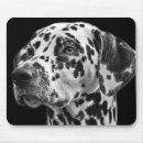 Recherche de taches noires tapis souris Dalmate