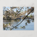 Recherche de matsuri Sakura