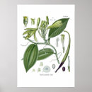 Search for vanilla posters Flower