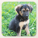 Search for german shepherd coasters Puppy