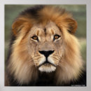 Search for lion image posters Wild animal