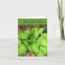 Search for hosta cards Garden