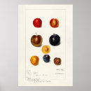 Search for apple fruit posters Lemon
