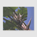 Search for white birds magnets Tropical