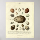 Recherche de vintage bird illustrations posters Antique