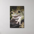 Search for dumpy Amphibian