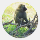 Search for baboons stickers Monkey