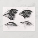 Search for species postcards School