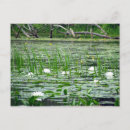 Recherche de lis blanc cartes postales Nature